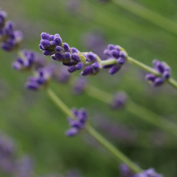 Lavender Hidcote buds