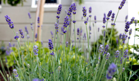 Guida Houzz: I Segreti delle Piante Aromatiche