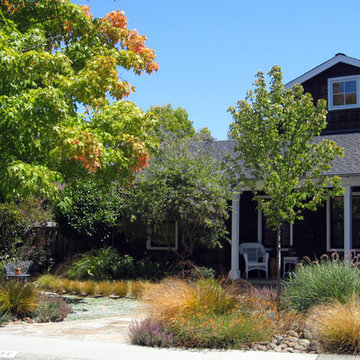 Lawn Replaced with Drought Tolerant Groundcover Surrounded by Colorful Plants