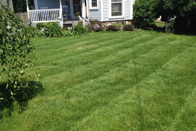 Lawn Replacement Examples