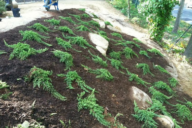Laying Sod on a hill we should always mulch around surface rooting trees. http:/