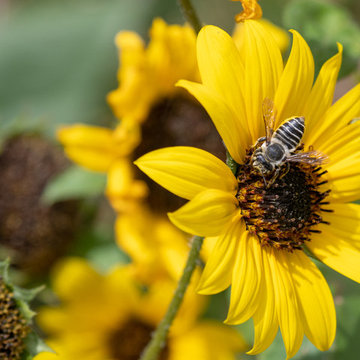 Leafcutter Bee on Prairie Sunflower
