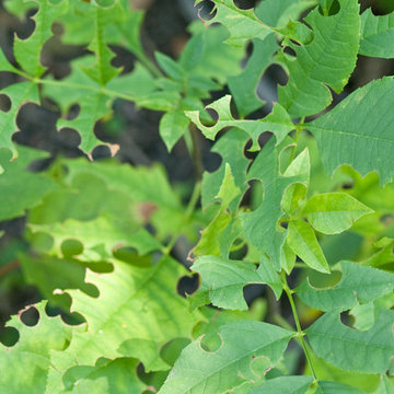 Leafcutter Bees