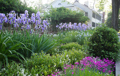 Bearded Irises Provide Spring Color From Fall Plantings