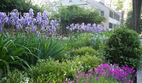Bearded Irises Provide Spring Color From Fall Plantings