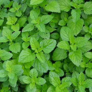 Lemon Balm