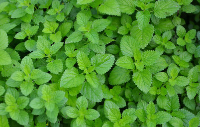 Herb Garden Essentials: Grow Your Own Delicious Mint