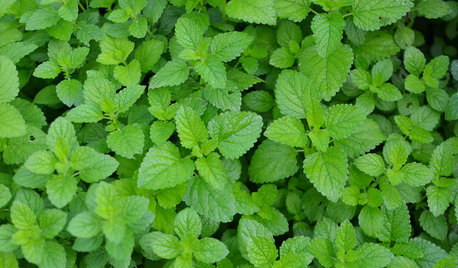 12 Essential Herbs for Your Edible Garden