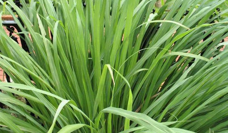 Herb Garden Essentials: Grow Your Own Zesty Lemongrass