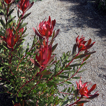 Leucadendron 'Sylvan Red' - A Favorite Drought Tolerant Shrub