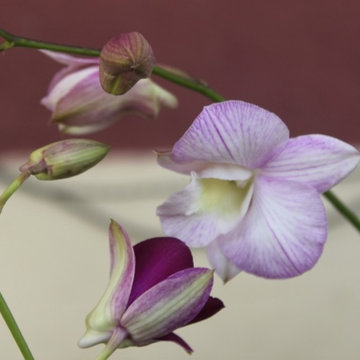 Light Purple Striped Orchid