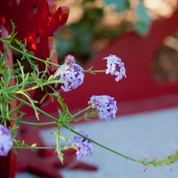 Lilac Verbena