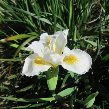Lily's Rustic California Native Garden