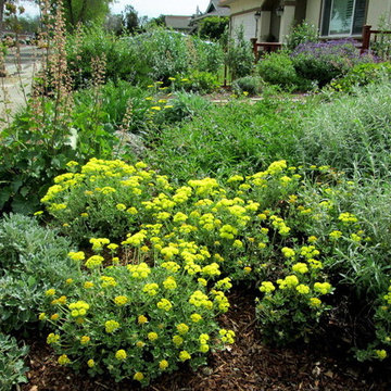 Lily's Rustic California Native Garden