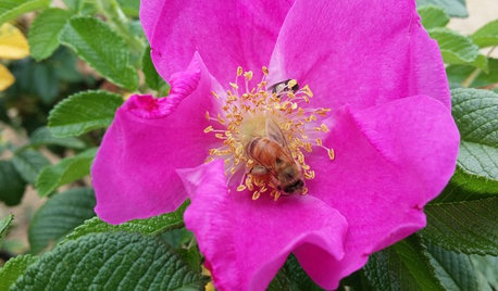Es wird wild: In 8 Schritten zum insektenfreundlicheren Garten