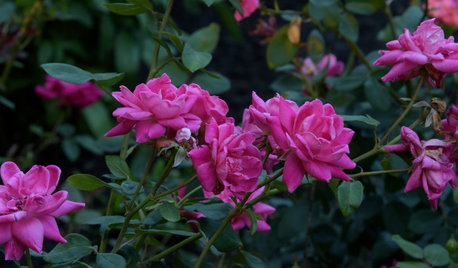 How to Plant Bare-Root Roses
