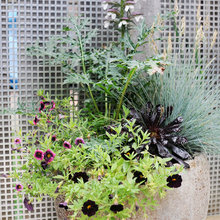 Garden/planter Ideas
