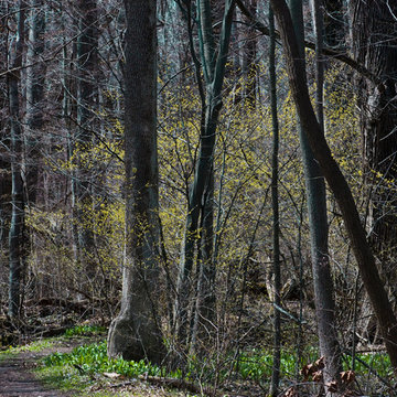 Lindera benzoin (Spicebush)