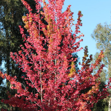 Liquidambar styraciflua in fall color