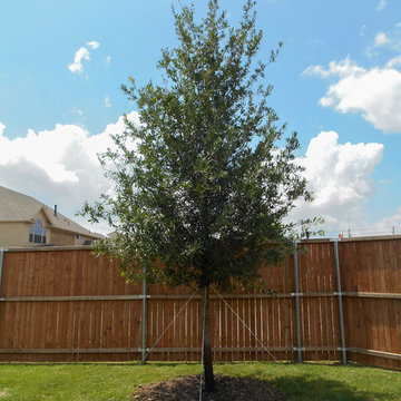 Live Oak tree planted in backyard