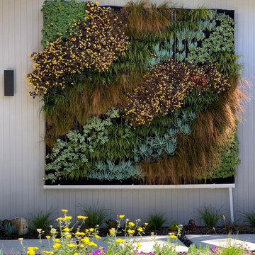 Living Green Wall and Landscape Remodel - Mid-Century Modern Home Sausalito, CA