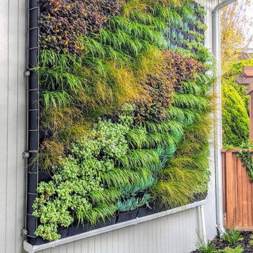 Living Wall - Vertical Garden With Succulents, Grasses and Flowering Plants.