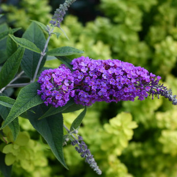 Lo & Behold® Purple Haze Butterfly Bush