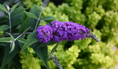 How to Prune and Look After Buddleja