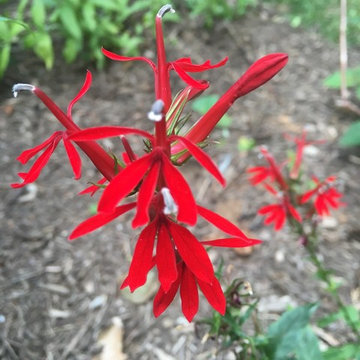 Lobelia Cardinales,  Native Plant Garden | West Falls Church