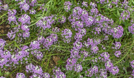 Great Design Plant: Sweet Alyssum