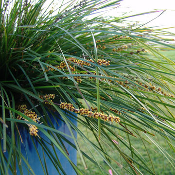 Lomandra longifolia 'Breeze'