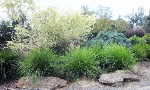 Landscape Lomandra longifolia 'Breeze'