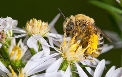 Look for Long-Horned Bees on Summer's Flowers