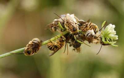Great Design Plant: California Buckwheat Pleases Pollinators