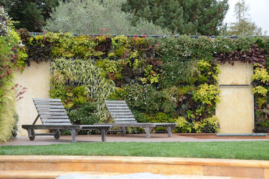 サンフランシスコにある小さなコンテンポラリースタイルのおしゃれな裏庭 (壁面緑化、日向、デッキ材舗装) の写真