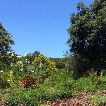 Los Altos Hills Native Garden