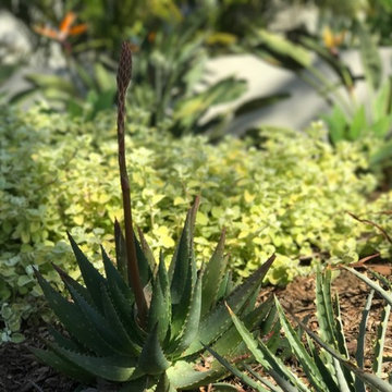 Los Angeles Staycation flowering Aloe
