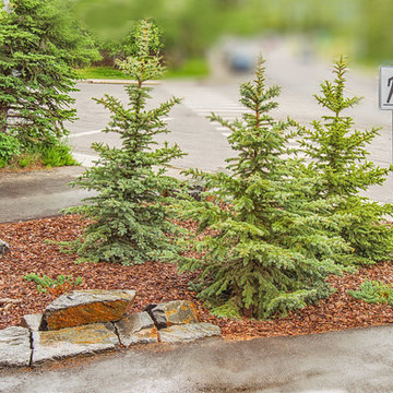 Low Maintenance Front Yard with Bark Nuggets & Rock Features