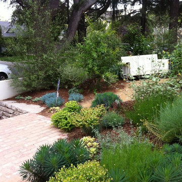 low stucco wall and Pittosporum 'Silver Sheen' offer delicate screening