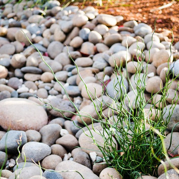 Low-water drycreek garden