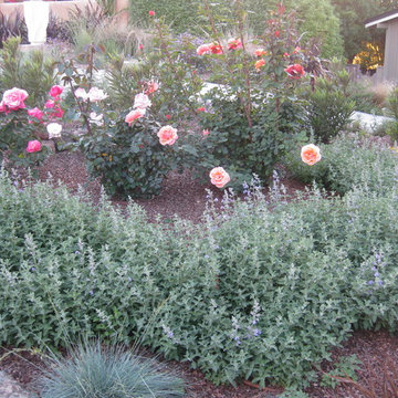 Low-Water Perennial Front Yard, From Entry - Roses and Catmint 1 year later.