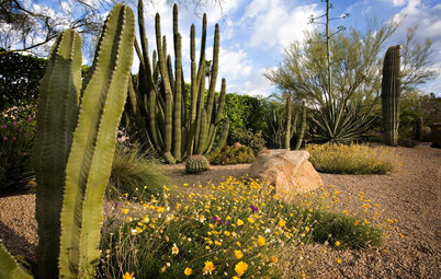 Tall Cactuses Bring Drama to Southwestern Gardens