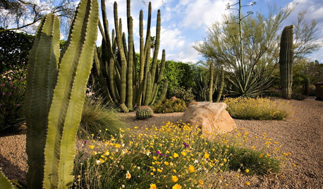 Tall Cactuses Bring Drama to Southwestern Gardens