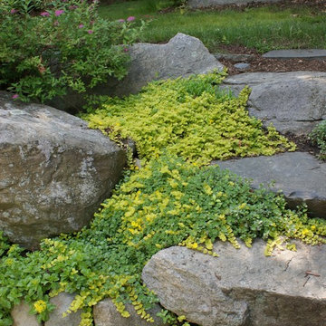 Lysimachia nummularia 'Aurea' on stone steps