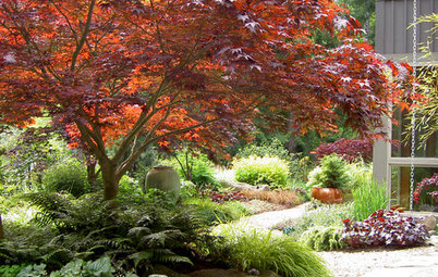 11 Japanese Maples for Breathtaking Color and Form