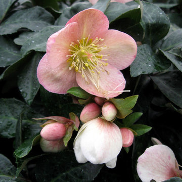 Maestro Hellebore