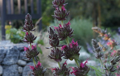 Hummingbird Sage Lures Wildlife With Its Sweet, Fruity Fragrance