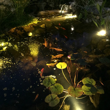 Magical World Underwater In This Beautiful Pond