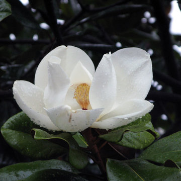 Magnolia grandiflora (Southern Magnolia)