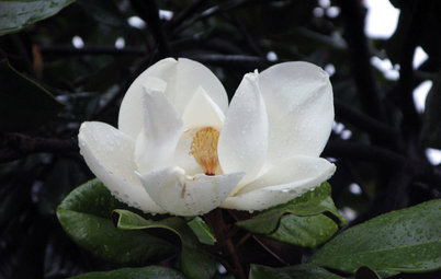 Great Design Plant: Southern Magnolia, Iconic U.S. Native